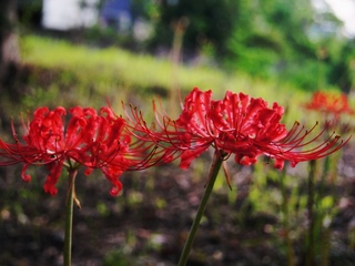 DSC00815.JPG